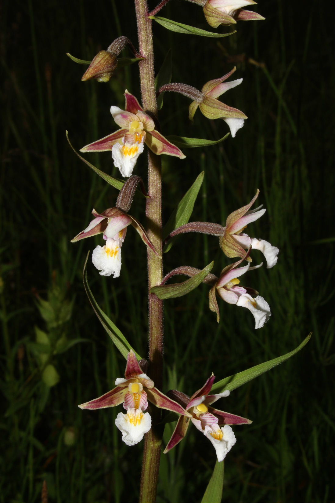 Orchidee in Val Graveglia (GE)